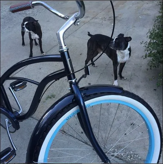 sixthreezero Teal Single Speed Women's Beach Cruiser Bike